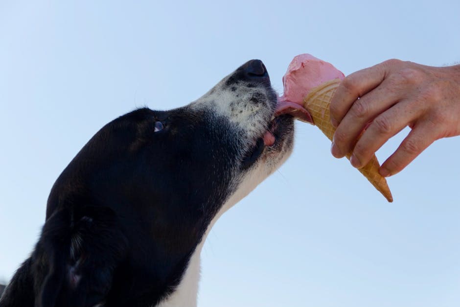 Dog showing signs of food allergies