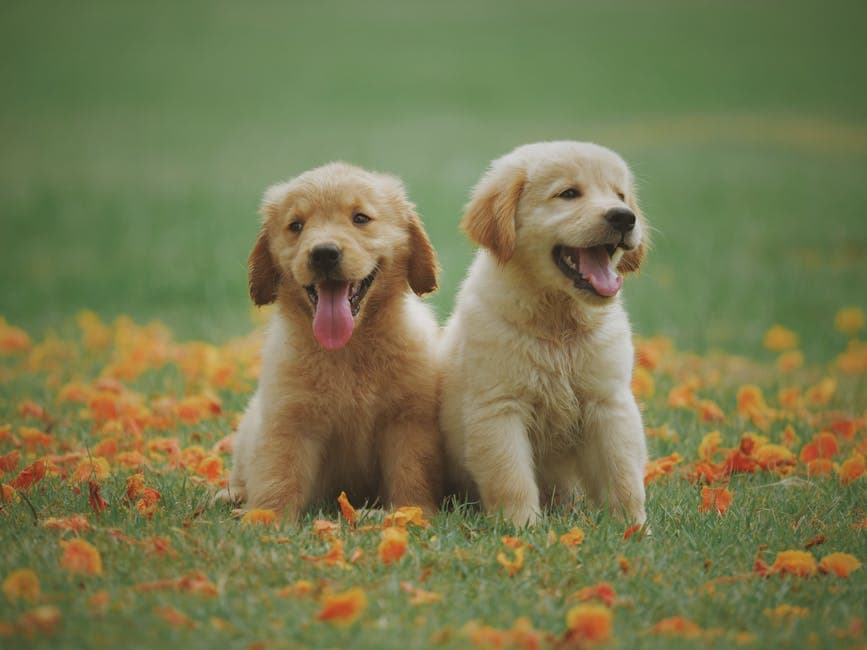 Bella the Golden Retriever looking healthy and happy