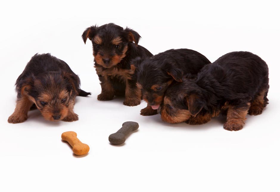 DIY Hypoallergenic Dog Treats: 10 Simple Homemade Recipes